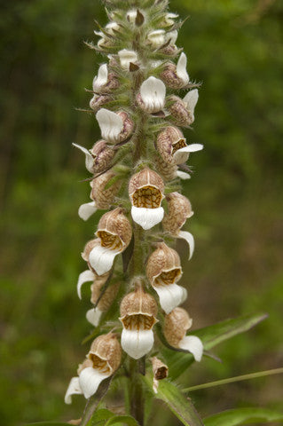 Digitalis lanata (Foxglove) seeds - RP Seeds