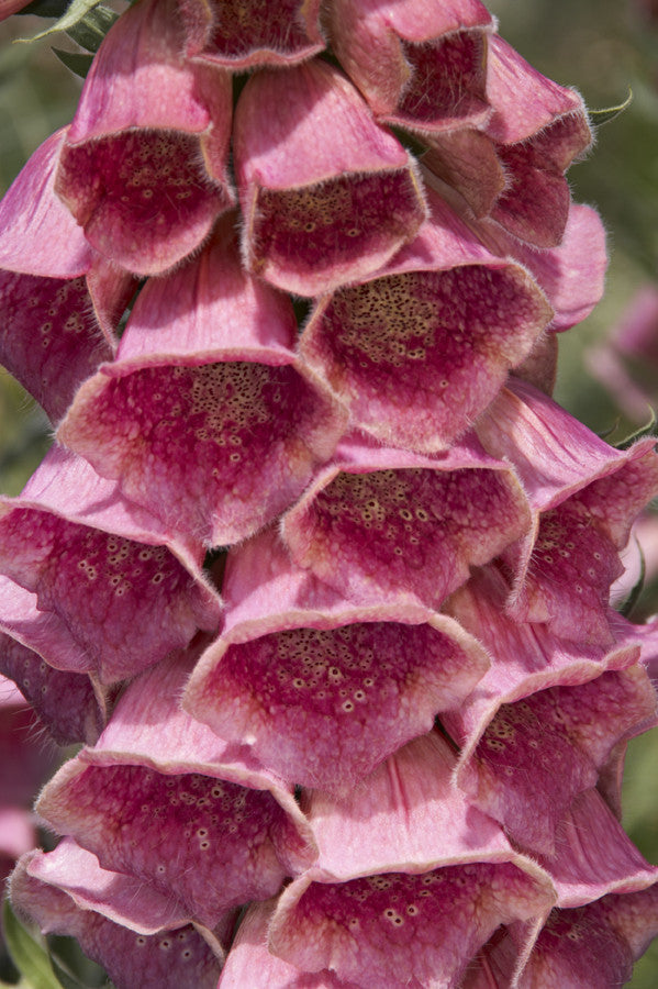 Digitalis mertonensis Summer King (Foxglove) seeds - RP Seeds