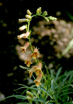 Digitalis obscura (Sunset Foxglove) seeds - RP Seeds