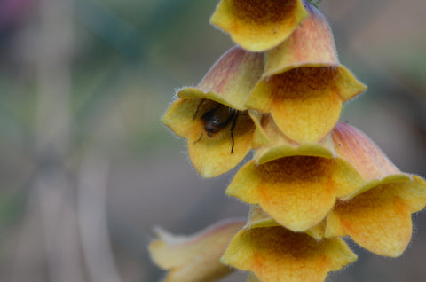 Digitalis obscura (Sunset Foxglove) seeds - RP Seeds