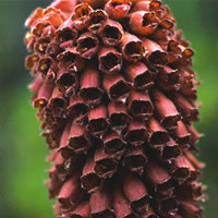 Digitalis parviflora Milk Chocolate (Digitalis) seeds - RP Seeds