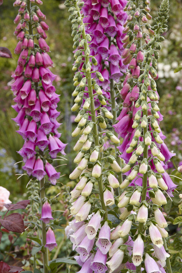 Digitalis purpurea (Wild Foxglove) seeds - RP Seeds