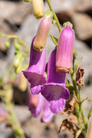 Digitalis thapsi (Spanish Foxglove) seeds - RP Seeds