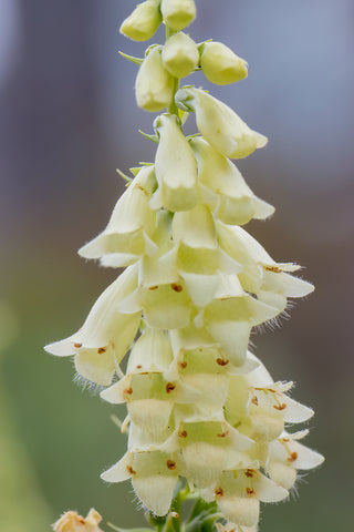 Digitalis lutea (Foxglove) seeds - RP Seeds