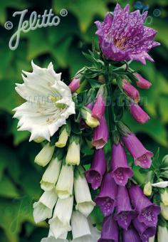 Digitalis purpurea monstrosa Mix (Foxglove) seeds - RP Seeds