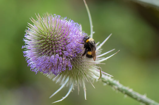 Dipsacus fullonum (Wild Teasel) seeds