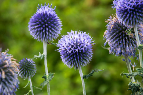 Echinops ritro (Globe Thistle) seeds - RP Seeds