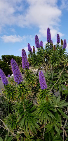 Echium candicans [syn. fastuosum] (Pride of Madeira) seeds - RP Seeds