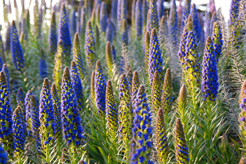 Echium candicans [syn. fastuosum] (Pride of Madeira) seeds - RP Seeds