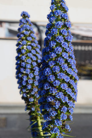 Echium candicans [syn. fastuosum] (Pride of Madeira) seeds - RP Seeds