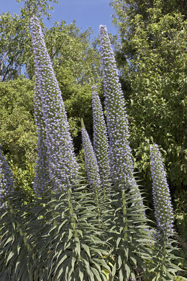 Echium pininana Blue Steeple (Tower of Jewels) seeds - RP Seeds