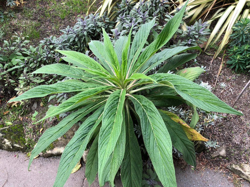 Echium pininana Blue Steeple (Tower of Jewels) seeds - RP Seeds