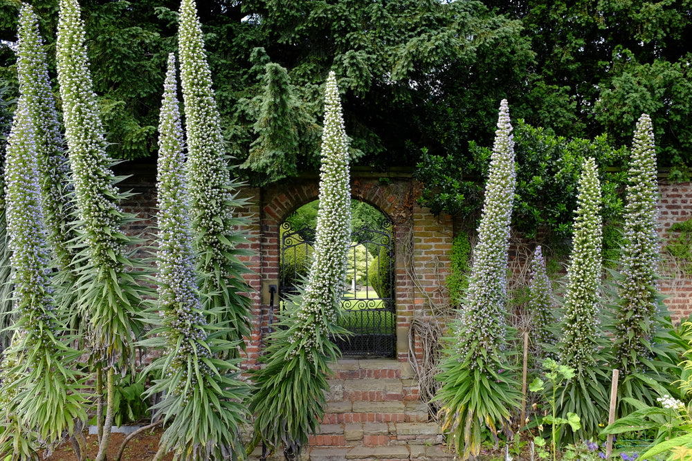 Echium pininana Snow Tower (Tower of Jewels) seeds - RP Seeds