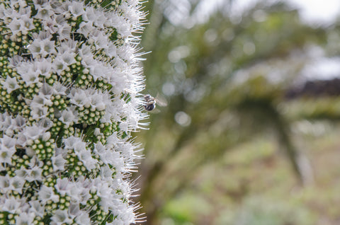 Echium pininana Snow Tower (Tower of Jewels) seeds - RP Seeds