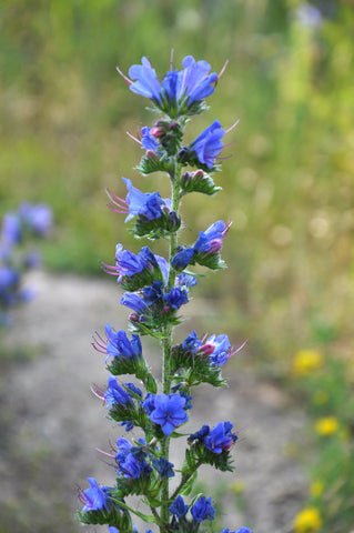 Echium vulgare (Viper's Bugloss) seeds - RP Seeds