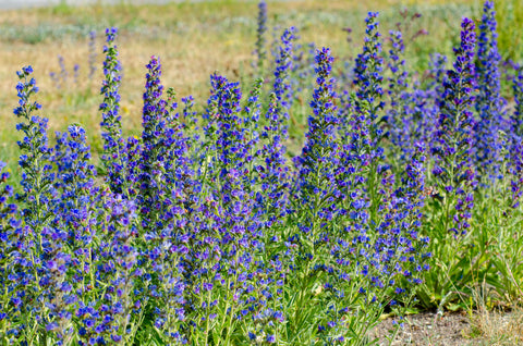 Echium vulgare (Viper's Bugloss) seeds - RP Seeds