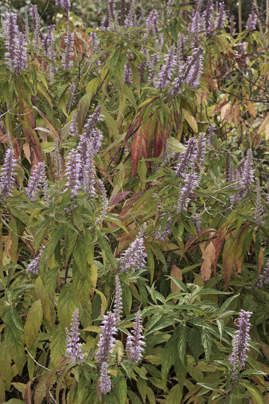 Elsholtzia stauntonii (Mint Bush) seeds - RP Seeds