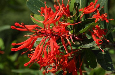 Embothrium coccineum (Chilean Firebush) seeds - RP Seeds