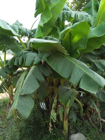 Ensete glaucum (Snow Banana) seeds - RP Seeds