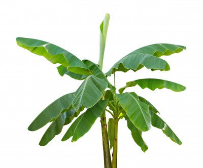 Ensete ventricosum (Abyssinian Banana) seeds - RP Seeds