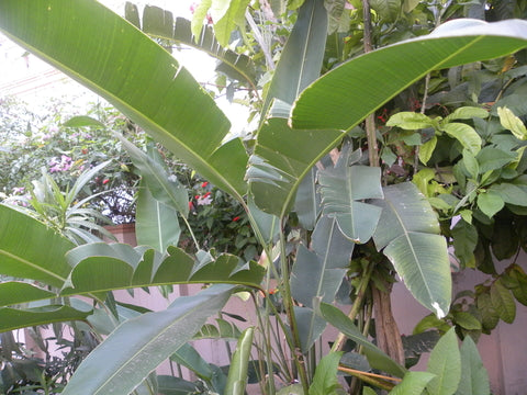 Ensete ventricosum (Abyssinian Banana) seeds - RP Seeds