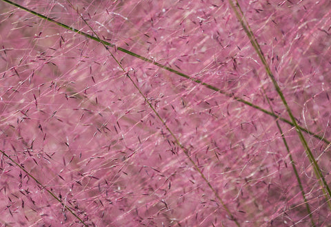 Eragrostis spectabilis (Purple Love Grass) seeds - RP Seeds
