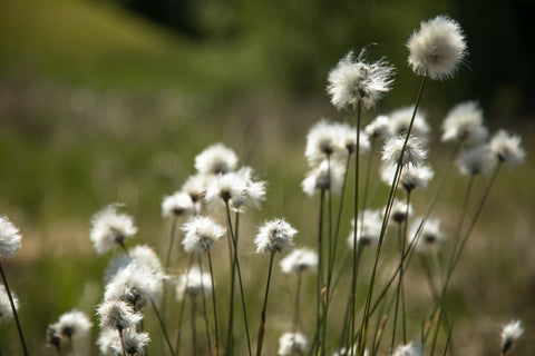 Eriophorum vaginatum (Hare's Tail Cottongrass) seeds - RP Seeds