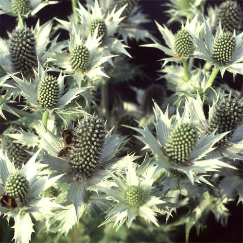 Eryngium giganteum Miss Wilmott's Ghost (Sea Holly) seeds - RP Seeds