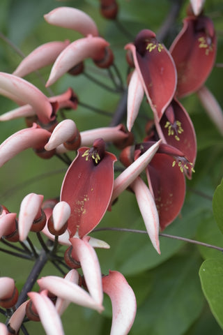 Erythrina crista galli (Coral Tree) seeds - RP Seeds