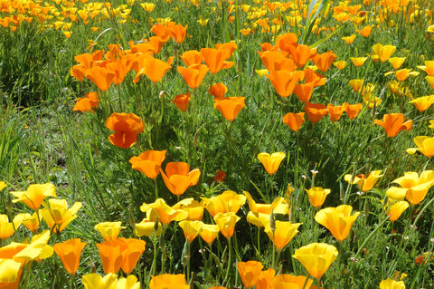 Eschscholzia californica Single Mix (California Poppy) seeds - RP Seeds