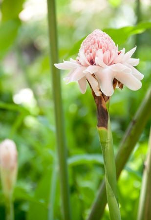 Etlingera elatior Pink (Torch Ginger) seeds - RP Seeds
