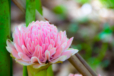 Etlingera elatior Pink (Torch Ginger) seeds - RP Seeds