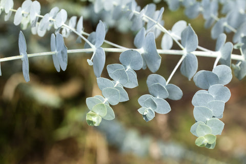 Eucalyptus pulverulenta (Silver Leaved Mountain Gum) seeds