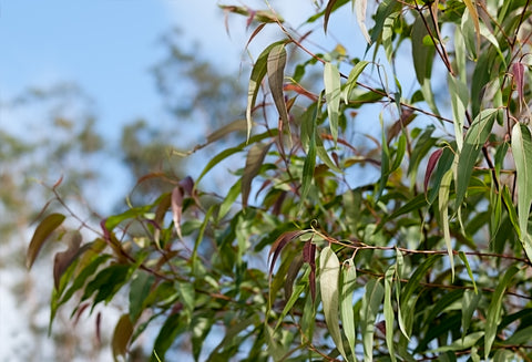 Eucalyptus citriodora (Lemon Scented Gum) seeds - RP Seeds