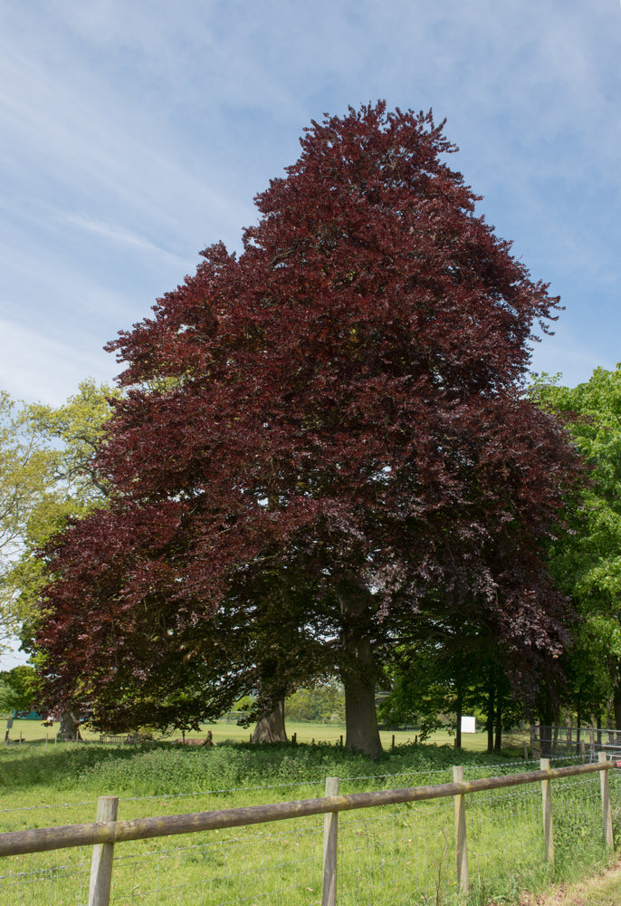 Fagus sylvatica atropurpurea (Copper/Purple  Beech) seeds - RP Seeds