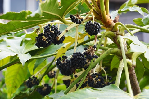 Fatsia japonica (Japanese Aralia) seeds - RP Seeds