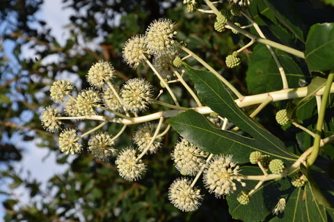 Fatsia japonica (Japanese Aralia) seeds - RP Seeds