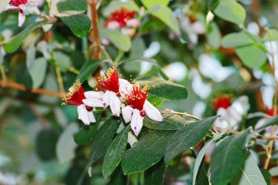 Feijoa sellowiana (Fruit Salad Bush) seeds - RP Seeds