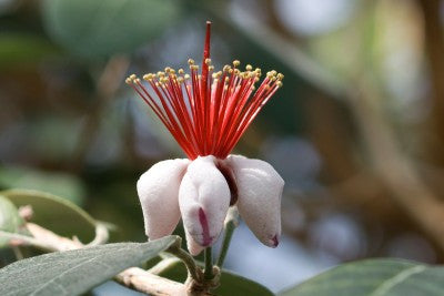 Feijoa sellowiana (Fruit Salad Bush) seeds - RP Seeds