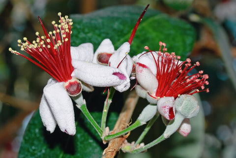 Feijoa sellowiana (Fruit Salad Bush) seeds - RP Seeds