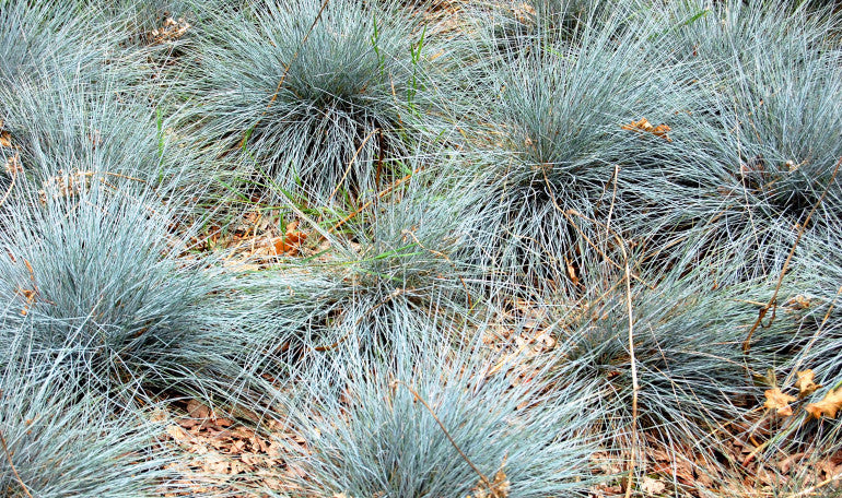 Festuca glauca (Blue Fescue) seeds - RP Seeds