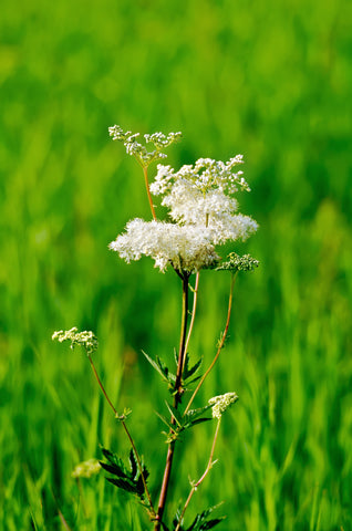 Filipendula ulmaria (Meadowsweet) seeds