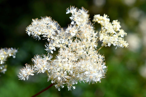 Filipendula ulmaria (Meadowsweet) seeds