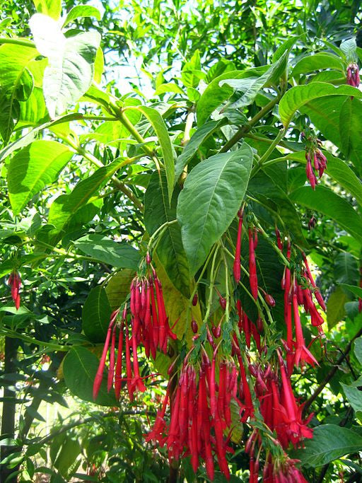 Fuchsia boliviana (Bolivian/Peruvian Fuchsia) seeds - RP Seeds