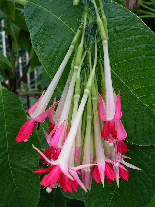 Fuchsia boliviana alba (Bolivian/Peruvian Fuchsia) seeds - RP Seeds