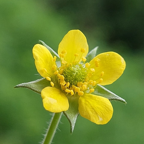 Geum urbanum (Wood Avens) seeds