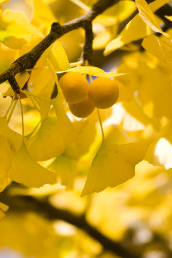 Ginkgo biloba (Maidenhair Tree) seeds - RP Seeds