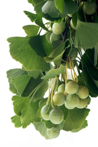 Ginkgo biloba (Maidenhair Tree) seeds - RP Seeds