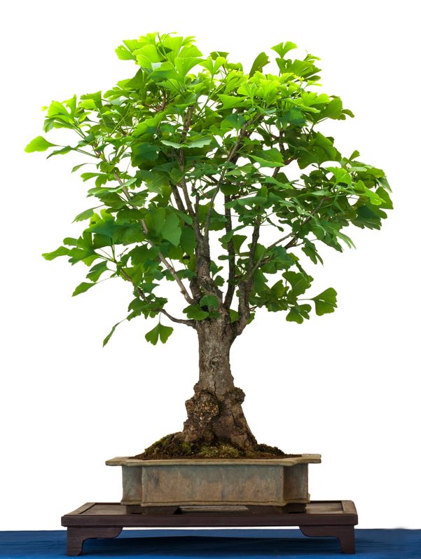 Ginkgo biloba (Maidenhair Tree) seeds - RP Seeds