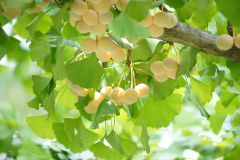 Ginkgo biloba (Maidenhair Tree) seeds - RP Seeds